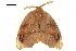  (Amphitorna perexicisa - BIOUG31791-B09)  @13 [ ] CreativeCommons - Attribution (2018) CBG Photography Group Centre for Biodiversity Genomics