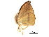  ( - BIOUG31791-C01)  @13 [ ] CreativeCommons - Attribution (2017) CBG Photography Group Centre for Biodiversity Genomics