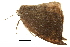  (Paralbara - BIOUG31791-C02)  @14 [ ] CreativeCommons - Attribution (2018) CBG Photography Group Centre for Biodiversity Genomics