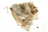  ( - BIOUG31791-D09)  @11 [ ] CreativeCommons - Attribution (2018) CBG Photography Group Centre for Biodiversity Genomics