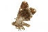  ( - BIOUG31791-E04)  @11 [ ] CreativeCommons - Attribution (2018) CBG Photography Group Centre for Biodiversity Genomics