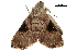  ( - BIOUG31791-F02)  @11 [ ] CreativeCommons - Attribution (2018) CBG Photography Group Centre for Biodiversity Genomics