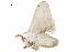  ( - BIOUG31791-G07)  @11 [ ] CreativeCommons - Attribution (2018) CBG Photography Group Centre for Biodiversity Genomics