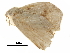  (Gogana semibrevis - BIOUG31791-G11)  @12 [ ] CreativeCommons - Attribution (2017) CBG Photography Group Centre for Biodiversity Genomics