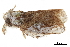  ( - BIOUG31791-H03)  @11 [ ] CreativeCommons - Attribution (2018) CBG Photography Group Centre for Biodiversity Genomics