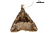  ( - BIOUG31791-H08)  @11 [ ] CreativeCommons - Attribution (2018) CBG Photography Group Centre for Biodiversity Genomics