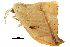  ( - BIOUG31791-H10)  @11 [ ] CreativeCommons - Attribution (2018) CBG Photography Group Centre for Biodiversity Genomics