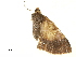  ( - BIOUG31846-A01)  @11 [ ] CreativeCommons - Attribution (2018) CBG Photography Group Centre for Biodiversity Genomics