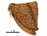  ( - BIOUG31846-A04)  @12 [ ] CreativeCommons - Attribution (2017) CBG Photography Group Centre for Biodiversity Genomics