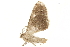  ( - BIOUG31846-C01)  @11 [ ] CreativeCommons - Attribution (2018) CBG Photography Group Centre for Biodiversity Genomics