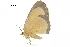  (Bytharia - BIOUG31846-D10)  @11 [ ] CreativeCommons - Attribution (2018) CBG Photography Group Centre for Biodiversity Genomics