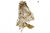  ( - BIOUG31846-E06)  @11 [ ] CreativeCommons - Attribution (2018) CBG Photography Group Centre for Biodiversity Genomics