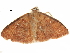  (Organopoda cnecosticta - BIOUG31846-F11)  @13 [ ] CreativeCommons - Attribution (2017) CBG Photography Group Centre for Biodiversity Genomics