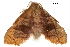  (Hypolamprus ornata - BIOUG31846-G08)  @11 [ ] CreativeCommons - Attribution (2018) CBG Photography Group Centre for Biodiversity Genomics