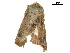  ( - BIOUG32020-A03)  @11 [ ] CreativeCommons - Attribution (2018) CBG Photography Group Centre for Biodiversity Genomics