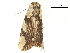 ( - BIOUG32020-A09)  @11 [ ] CreativeCommons - Attribution (2018) CBG Photography Group Centre for Biodiversity Genomics