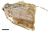  (Callidrepana gelidata - BIOUG32020-B04)  @11 [ ] CreativeCommons - Attribution (2018) CBG Photography Group Centre for Biodiversity Genomics