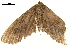  ( - BIOUG32020-B07)  @11 [ ] CreativeCommons - Attribution (2018) CBG Photography Group Centre for Biodiversity Genomics