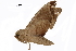  ( - BIOUG32020-C02)  @11 [ ] CreativeCommons - Attribution (2018) CBG Photography Group Centre for Biodiversity Genomics