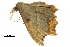  (Traminda adventiaria - BIOUG32020-C03)  @13 [ ] CreativeCommons - Attribution (2018) CBG Photography Group Centre for Biodiversity Genomics