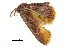  ( - BIOUG32020-C06)  @13 [ ] CreativeCommons - Attribution (2018) CBG Photography Group Centre for Biodiversity Genomics