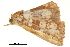  ( - BIOUG36914-A12)  @11 [ ] CreativeCommons - Attribution (2018) CBG Photography Group Centre for Biodiversity Genomics