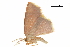  ( - BIOUG36914-B06)  @11 [ ] CreativeCommons - Attribution (2018) CBG Photography Group Centre for Biodiversity Genomics