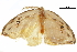  ( - BIOUG36914-B09)  @11 [ ] CreativeCommons - Attribution (2018) CBG Photography Group Centre for Biodiversity Genomics