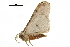  ( - BIOUG36914-D01)  @11 [ ] CreativeCommons - Attribution (2018) CBG Photography Group Centre for Biodiversity Genomics