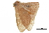  (Organopoda acmaea - BIOUG36914-D02)  @14 [ ] CreativeCommons - Attribution (2018) CBG Photography Group Centre for Biodiversity Genomics