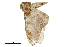  ( - BIOUG36914-E01)  @11 [ ] CreativeCommons - Attribution (2018) CBG Photography Group Centre for Biodiversity Genomics