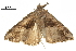  ( - BIOUG36914-F06)  @11 [ ] CreativeCommons - Attribution (2018) CBG Photography Group Centre for Biodiversity Genomics