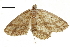  (Synegia eumeleata - BIOUG36914-F10)  @13 [ ] CreativeCommons - Attribution (2018) CBG Photography Group Centre for Biodiversity Genomics