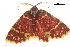  ( - BIOUG36914-G02)  @11 [ ] CreativeCommons - Attribution (2018) CBG Photography Group Centre for Biodiversity Genomics