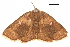  (Chrysocraspeda sp. 7 - BIOUG36914-G11)  @11 [ ] CreativeCommons - Attribution (2018) CBG Photography Group Centre for Biodiversity Genomics