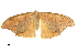 (Strepsigonia - BIOUG36914-H01)  @15 [ ] CreativeCommons - Attribution (2018) CBG Photography Group Centre for Biodiversity Genomics