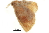  ( - BIOUG36914-H03)  @11 [ ] CreativeCommons - Attribution (2018) CBG Photography Group Centre for Biodiversity Genomics