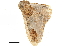  ( - BIOUG36914-H08)  @11 [ ] CreativeCommons - Attribution (2018) CBG Photography Group Centre for Biodiversity Genomics