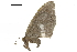  ( - BIOUG36914-H10)  @11 [ ] CreativeCommons - Attribution (2018) CBG Photography Group Centre for Biodiversity Genomics