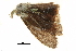  ( - BIOUG36916-B03)  @11 [ ] CreativeCommons - Attribution (2018) CBG Photography Group Centre for Biodiversity Genomics