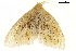  (Toxoproctis anna - BIOUG36916-B06)  @11 [ ] CreativeCommons - Attribution (2018) CBG Photography Group Centre for Biodiversity Genomics