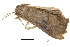 ( - BIOUG36916-B10)  @11 [ ] CreativeCommons - Attribution (2018) CBG Photography Group Centre for Biodiversity Genomics