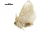  ( - BIOUG36916-C01)  @11 [ ] CreativeCommons - Attribution (2018) CBG Photography Group Centre for Biodiversity Genomics