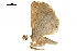  ( - BIOUG36916-C06)  @11 [ ] CreativeCommons - Attribution (2018) CBG Photography Group Centre for Biodiversity Genomics