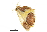  ( - BIOUG36916-D04)  @12 [ ] CreativeCommons - Attribution (2018) CBG Photography Group Centre for Biodiversity Genomics