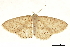  ( - BIOUG36916-D06)  @11 [ ] CreativeCommons - Attribution (2018) CBG Photography Group Centre for Biodiversity Genomics