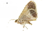 ( - BIOUG36916-E01)  @13 [ ] CreativeCommons - Attribution (2018) CBG Photography Group Centre for Biodiversity Genomics