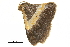  ( - BIOUG36916-E06)  @11 [ ] CreativeCommons - Attribution (2018) CBG Photography Group Centre for Biodiversity Genomics
