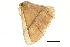  ( - BIOUG36916-F08)  @12 [ ] CreativeCommons - Attribution (2018) CBG Photography Group Centre for Biodiversity Genomics