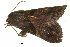  ( - BIOUG36916-F10)  @11 [ ] CreativeCommons - Attribution (2018) CBG Photography Group Centre for Biodiversity Genomics